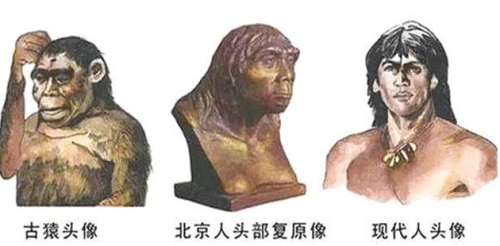 山顶洞人蓝田人是中国人的祖先吗，不是中国人祖先他们是灭绝的人类